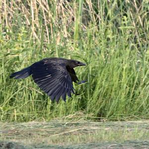 Carrion Crow