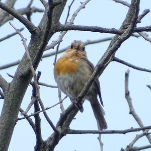 European Robin