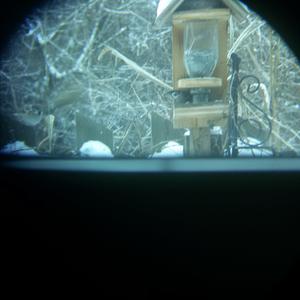 Eurasian Tree Sparrow