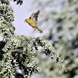 European Greenfinch