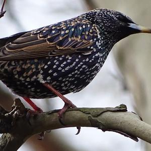 Common Starling