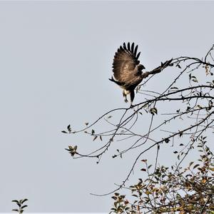 Mäusebussard