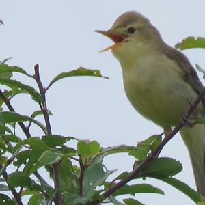 Melodious Warbler