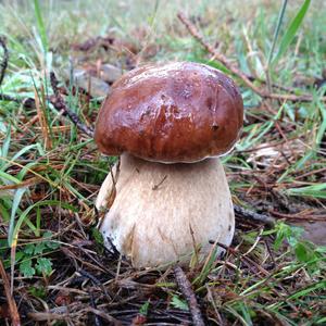 King Bolete