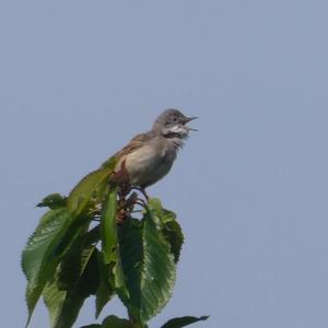 Common Whitethroat