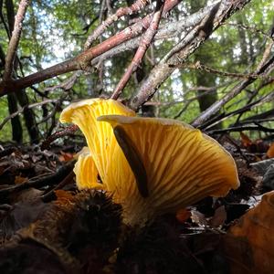 Chanterelle, Common