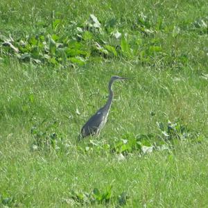 Grey Heron