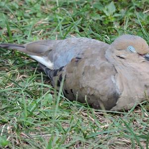 Mourning Dove