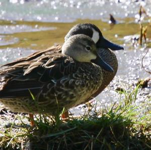 Blue-winged Teal