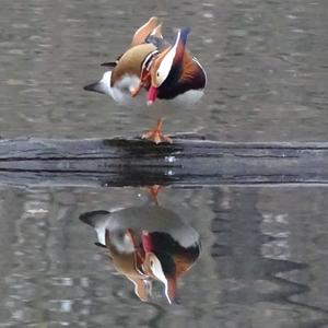 Mandarin Duck