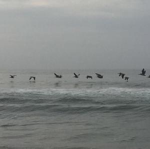 Brown Pelican