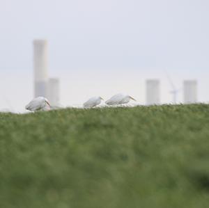 Great Egret