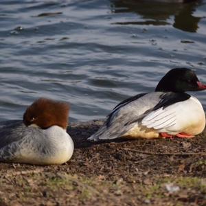 Common Merganser