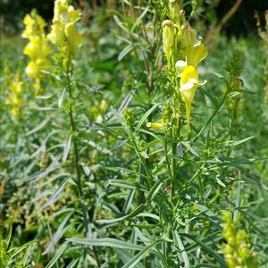 Toadflax (Common)