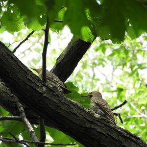 Northern Flicker