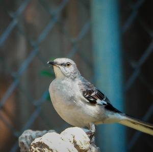 Northern Mockingbird