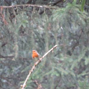 European Robin