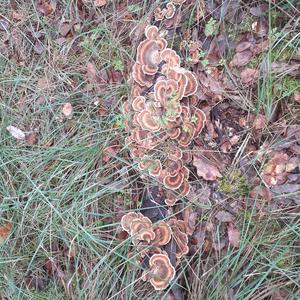 Turkey-tail