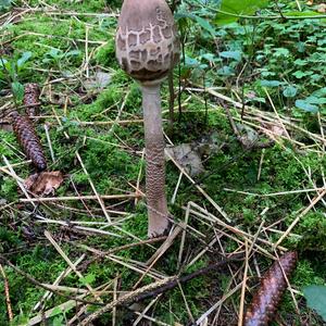 Parasol Mushroom