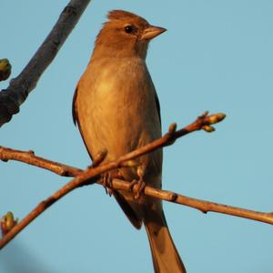 Eurasian Linnet