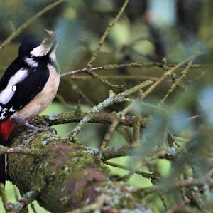 Great Spotted Woodpecker