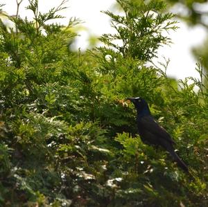 Common Grackle