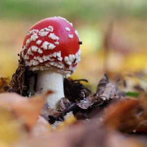 Fly Agaric