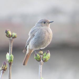 Black Redstart