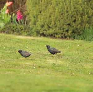 Common Starling