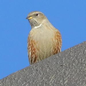 Alpine Accentor