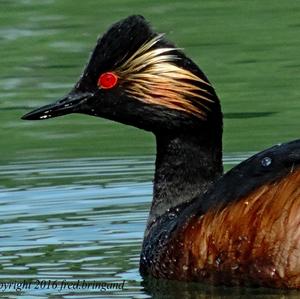 Black-necked Grebe