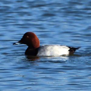 Common Pochard