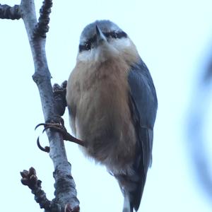 Wood Nuthatch