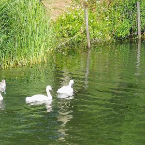 Mute Swan