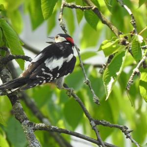 Great Spotted Woodpecker