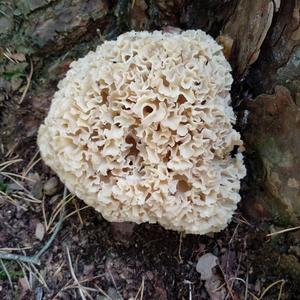 Eastern Cauliflower Mushroom