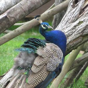 Indian Peafowl