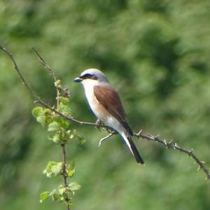 Red-backed Shrike