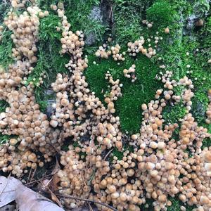 Non-inky Coprinus