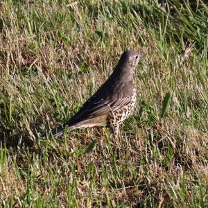 Mistle Thrush