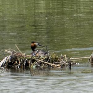 Great Crested Grebe