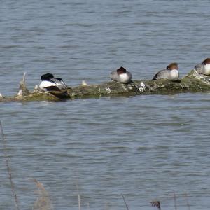 Common Merganser