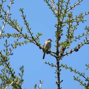 Lesser Whitethroat