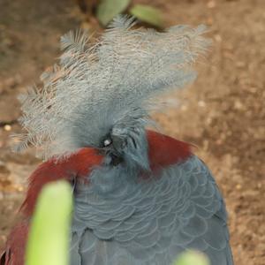 Victoria Crowned-pigeon