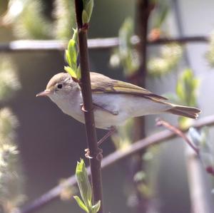 Bonelli's Warbler