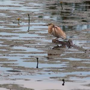 Squacco Heron