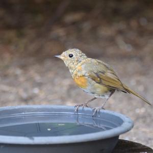 European Robin