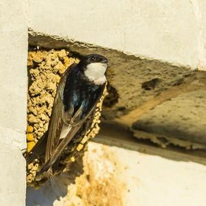 Northern House-martin