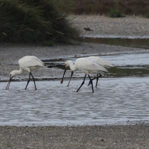 Eurasian Spoonbill