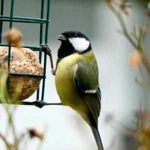 Great Tit